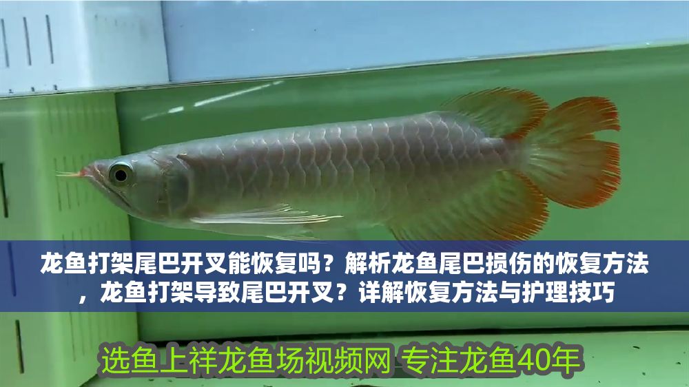 龍魚打架尾巴開叉能恢復嗎？解析龍魚尾巴損傷的恢復方法，龍魚打架導致尾巴開叉？詳解恢復方法與護理技巧