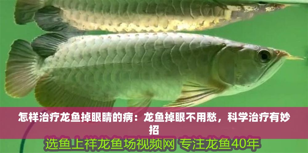 怎樣治療龍魚掉眼睛的病：龍魚掉眼不用愁，科學(xué)治療有妙招