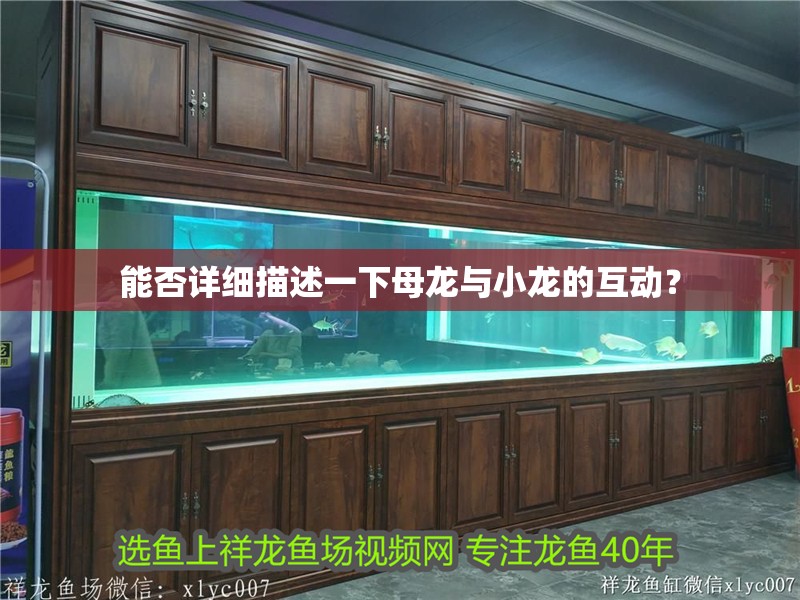 能否詳細描述一下母龍與小龍的互動？ 能否詳細描述一下母龍與小龍的互動？ 龍魚百科