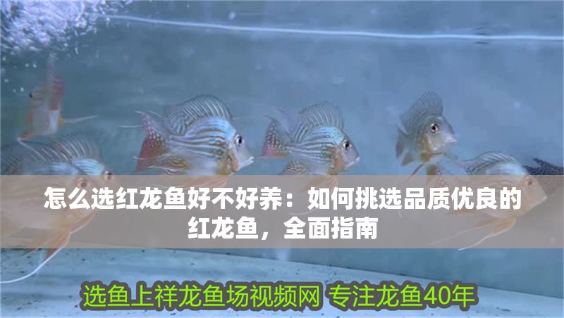 怎么選紅龍魚好不好養(yǎng)：如何挑選品質(zhì)優(yōu)良的紅龍魚，全面指南