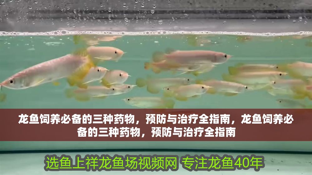 龍魚飼養必備的三種藥物，預防與治療全指南，龍魚飼養必備的三種藥物，預防與治療全指南