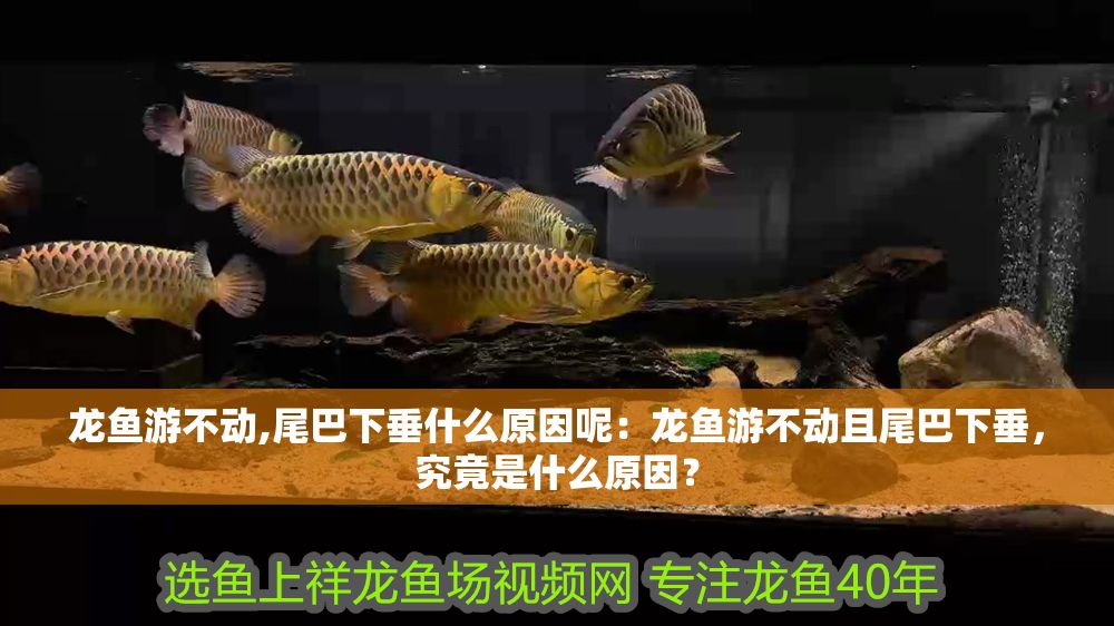 龍魚游不動,尾巴下垂什么原因呢：龍魚游不動且尾巴下垂，究竟是什么原因？