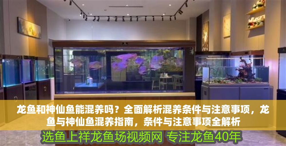 龍魚和神仙魚能混養嗎？全面解析混養條件與注意事項，龍魚與神仙魚混養指南，條件與注意事項全解析