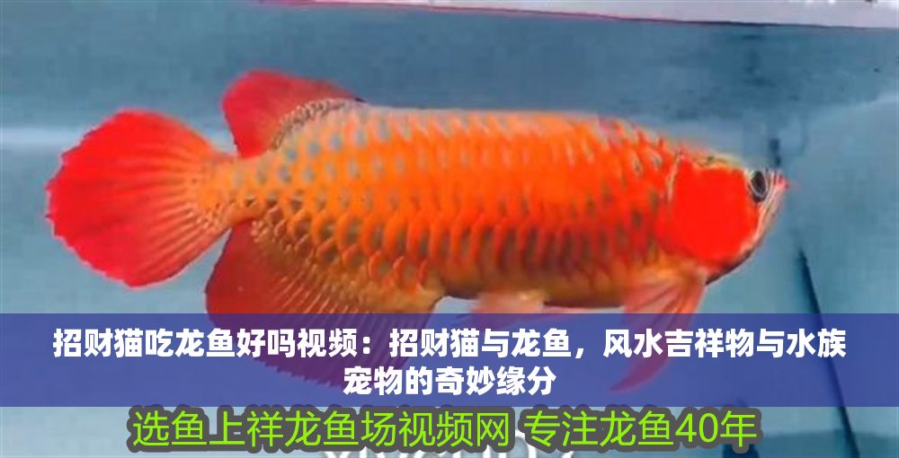 招財貓吃龍魚好嗎視頻：招財貓與龍魚，風水吉祥物與水族寵物的奇妙緣分