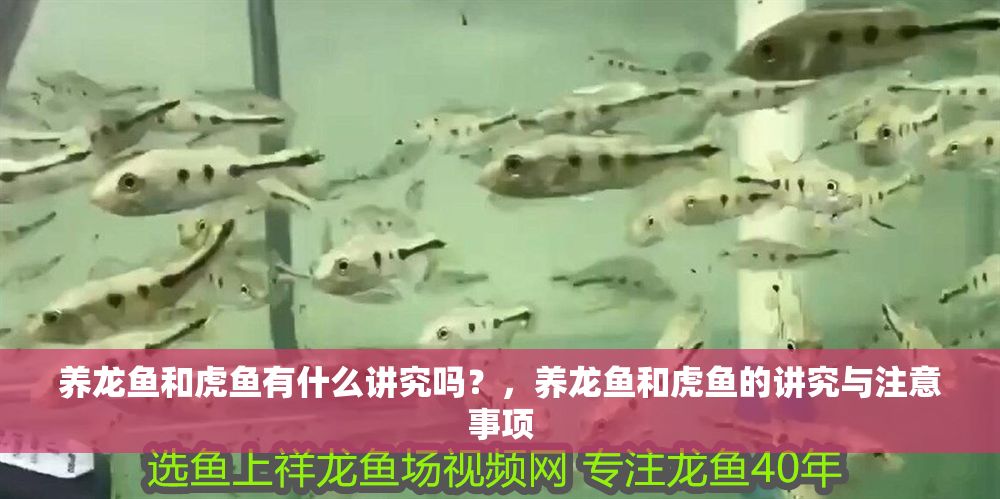 養龍魚和虎魚有什么講究嗎？，養龍魚和虎魚的講究與注意事項