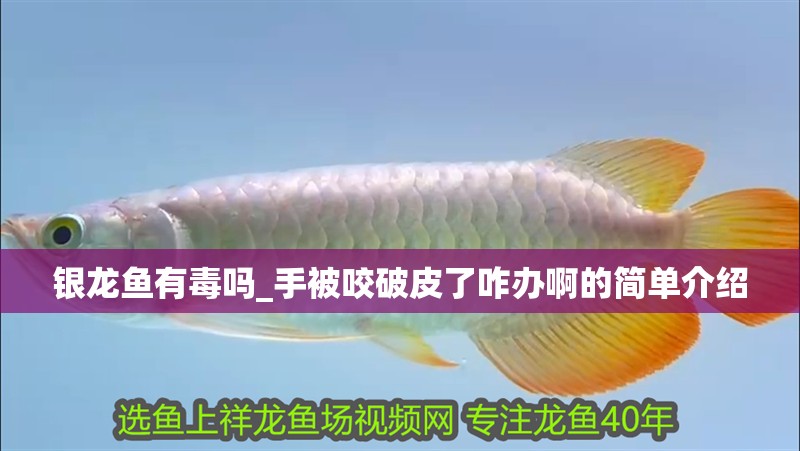 銀龍魚有毒嗎_手被咬破皮了咋辦啊的簡單介紹