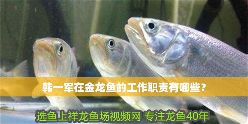 韓一軍在金龍魚的工作職責(zé)有哪些？