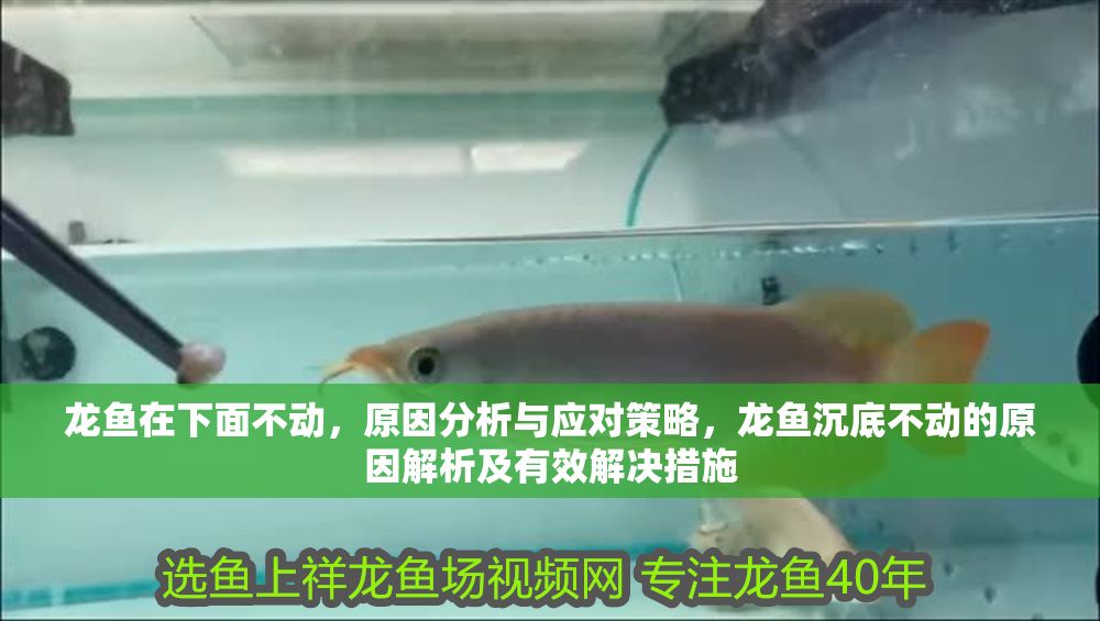 龍魚在下面不動，原因分析與應對策略，龍魚沉底不動的原因解析及有效解決措施