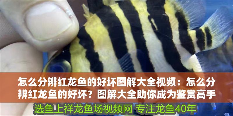 怎么分辨紅龍魚的好壞圖解大全視頻：怎么分辨紅龍魚的好壞？圖解大全助你成為鑒賞高手