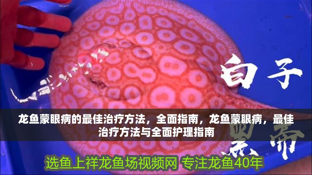 龍魚蒙眼病的最佳治療方法，全面指南，龍魚蒙眼病，最佳治療方法與全面護理指南