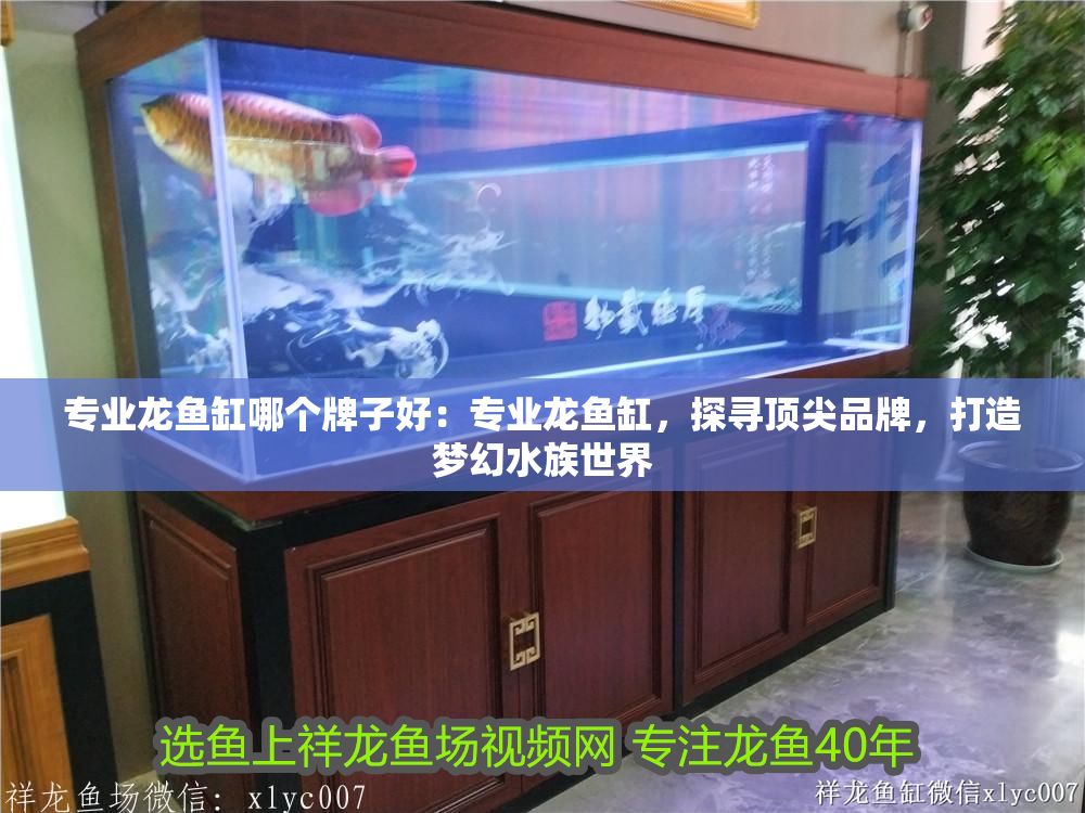 專(zhuān)業(yè)龍魚(yú)缸哪個(gè)牌子好：專(zhuān)業(yè)龍魚(yú)缸，探尋頂尖品牌，打造夢(mèng)幻水族世界