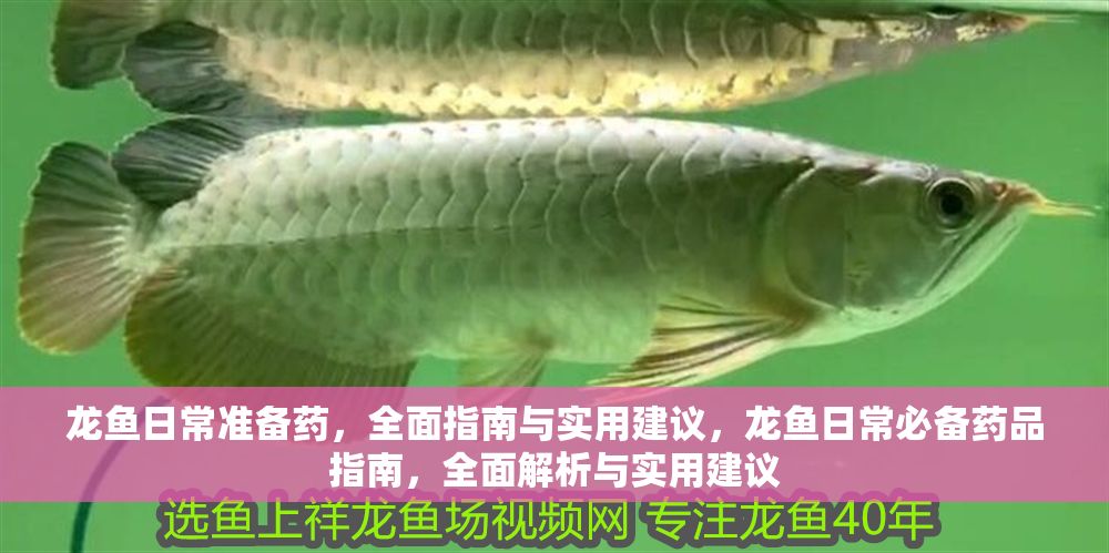 龍魚日常準(zhǔn)備藥，全面指南與實(shí)用建議，龍魚日常必備藥品指南，全面解析與實(shí)用建議