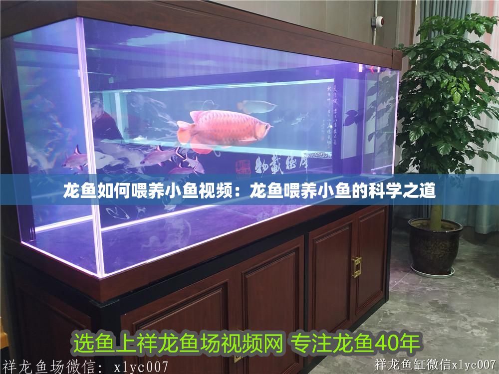 龍魚如何喂養小魚視頻：龍魚喂養小魚的科學之道
