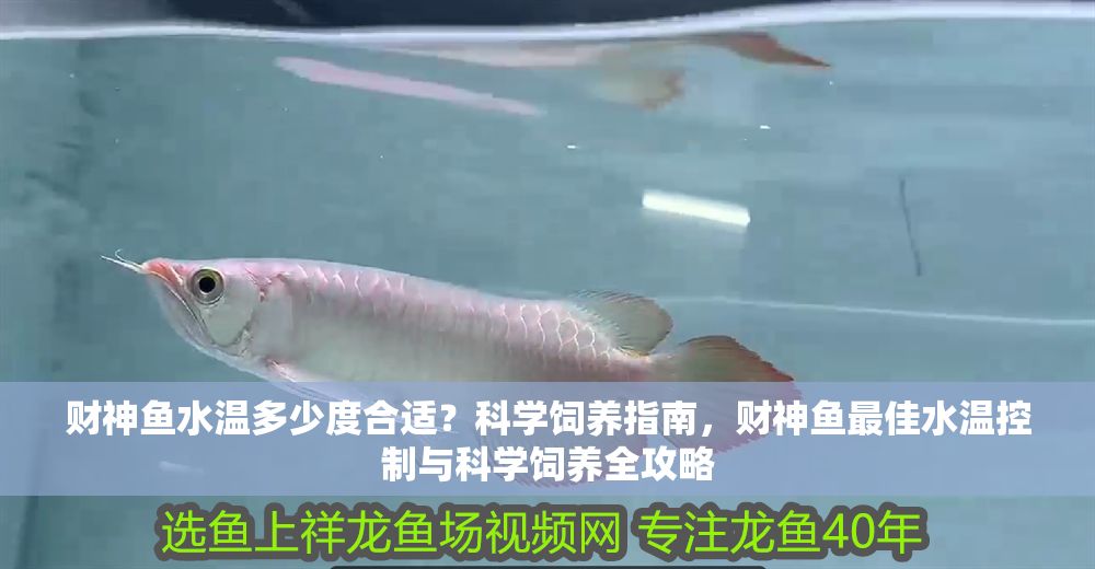 財神魚水溫多少度合適？科學飼養指南，財神魚最佳水溫控制與科學飼養全攻略