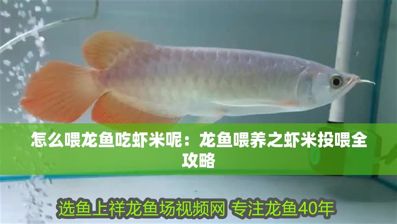 怎么喂龍魚吃蝦米呢：龍魚喂養之蝦米投喂全攻略