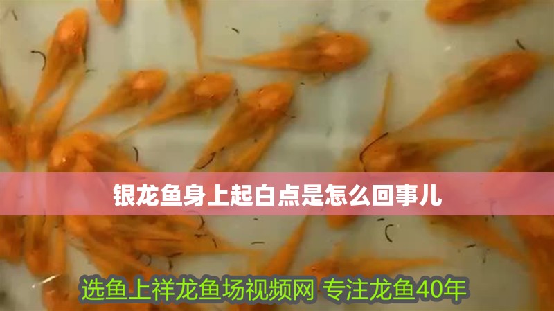 銀龍魚身上起白點是怎么回事兒