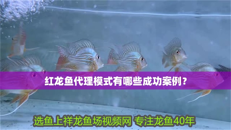 紅龍魚代理模式有哪些成功案例？