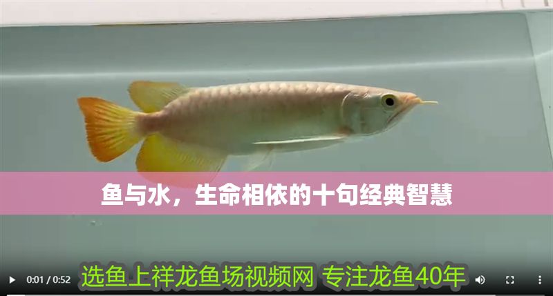 魚與水，生命相依的十句經典智慧