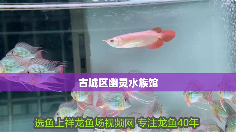 古城區(qū)幽靈水族館