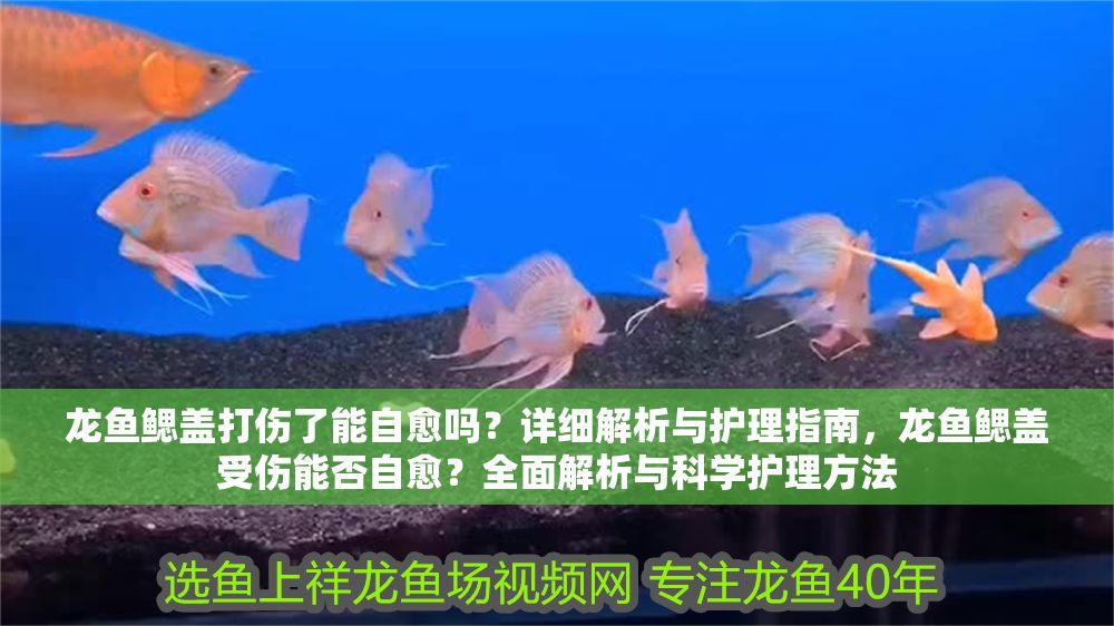 龍魚鰓蓋打傷了能自愈嗎？詳細解析與護理指南，龍魚鰓蓋受傷能否自愈？全面解析與科學(xué)護理方法