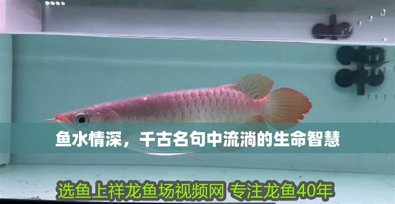 詳細閱讀:魚水情深,千古名句中流淌的生命智慧 魚水情深,千古名句中流淌的生命智慧