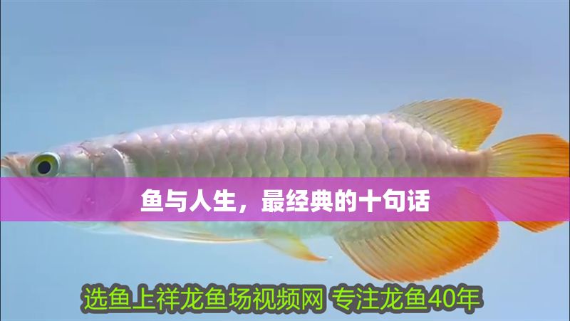 魚與人生，最經(jīng)典的十句話