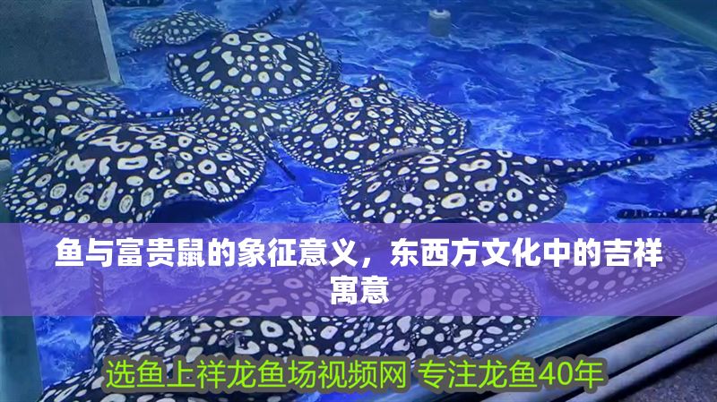 魚與富貴鼠的象征意義，東西方文化中的吉祥寓意