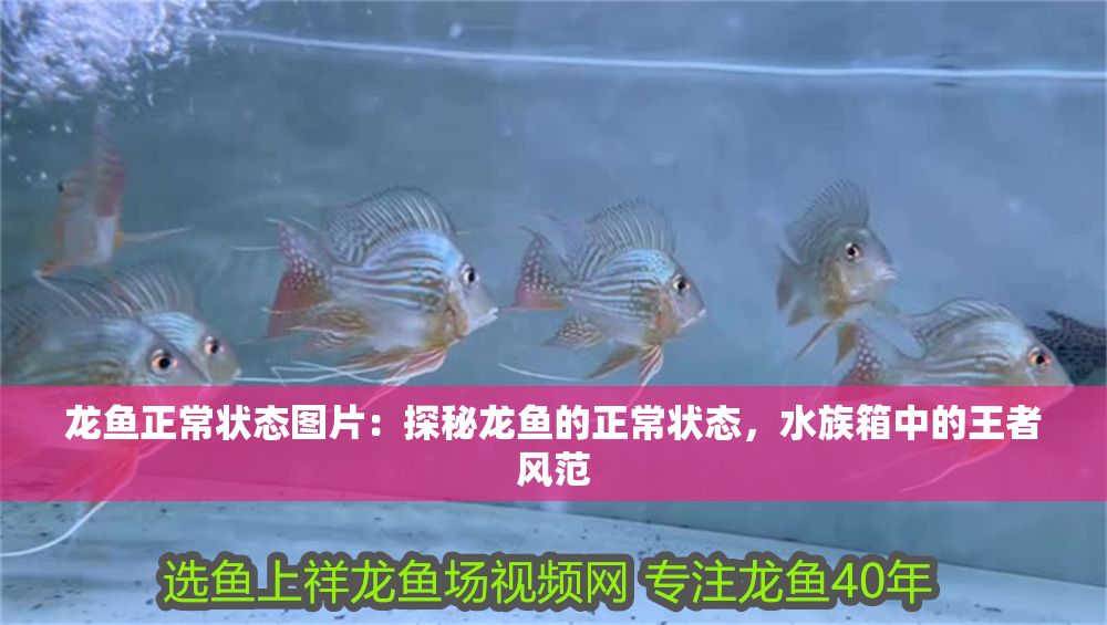 龍魚正常狀態圖片：探秘龍魚的正常狀態，水族箱中的王者風范