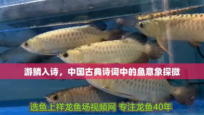 游鱗入詩，中國(guó)古典詩詞中的魚意象探微