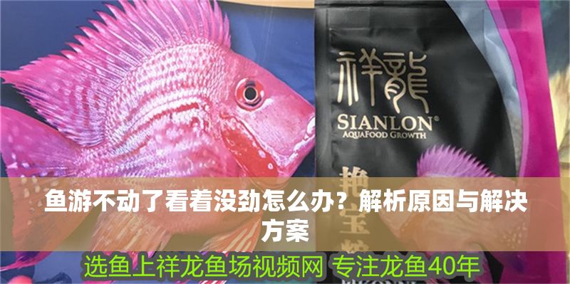 魚游不動了看著沒勁怎么辦？解析原因與解決方案