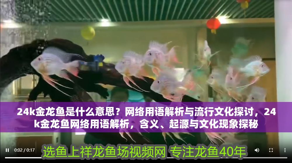 24k金龍魚是什么意思？網絡用語解析與流行文化探討，24k金龍魚網絡用語解析，含義、起源與文化現象探秘