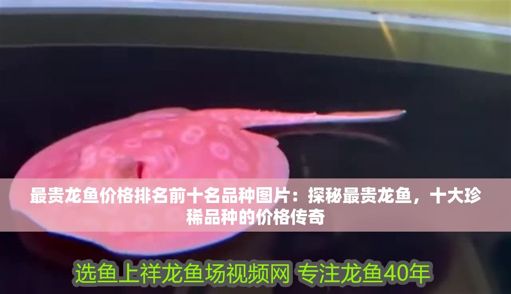最貴龍魚價格排名前十名品種圖片：探秘最貴龍魚，十大珍稀品種的價格傳奇