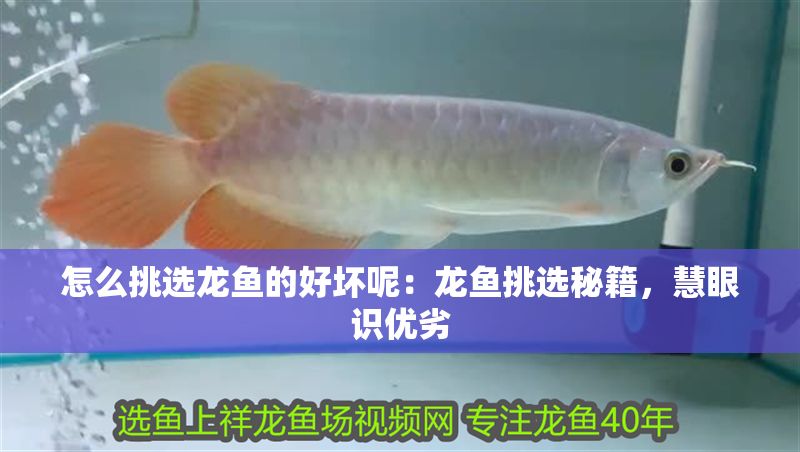 怎么挑選龍魚的好壞呢：龍魚挑選秘籍，慧眼識優劣