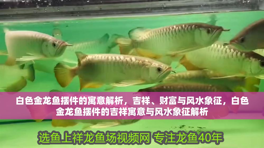 白色金龍魚擺件的寓意解析，吉祥、財富與風水象征，白色金龍魚擺件的吉祥寓意與風水象征解析