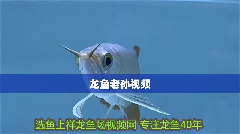 龍魚(yú)老孫視頻