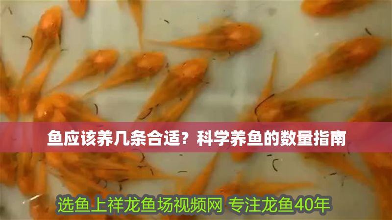 魚應該養幾條合適?科學養魚的數量指南 龍魚百科 第1張 魚應該養幾條合適?科學養魚的數量指南 魚應該養幾條合適?科學養魚的數量指南 龍魚百科 第1張