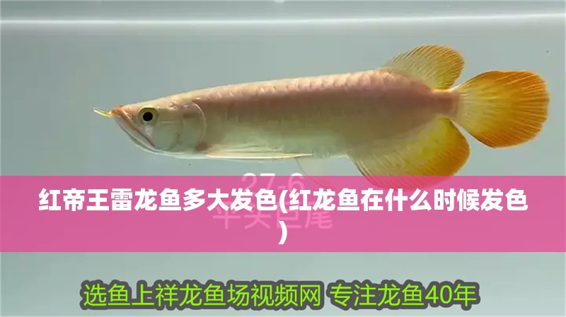 紅帝王雷龍魚多大發色(紅龍魚在什么時候發色)