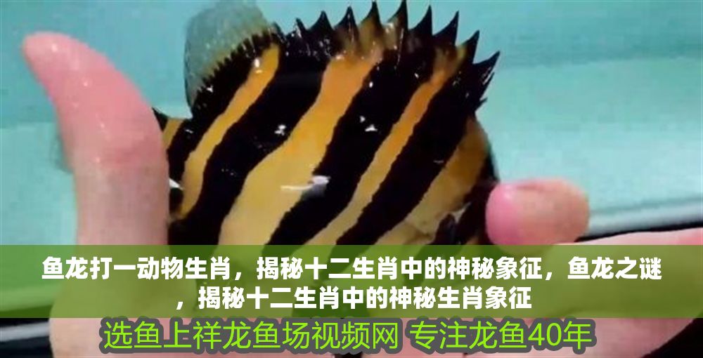 魚龍打一動物生肖，揭秘十二生肖中的神秘象征，魚龍之謎，揭秘十二生肖中的神秘生肖象征