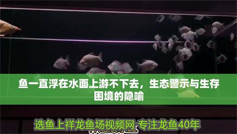 魚一直浮在水面上游不下去，生態警示與生存困境的隱喻