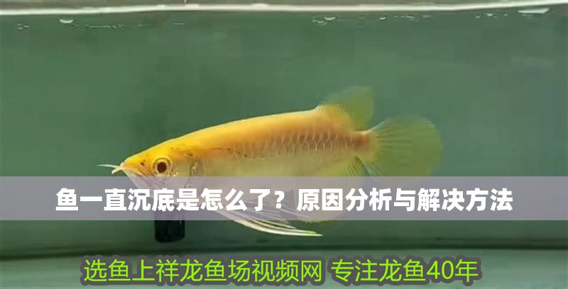 魚一直沉底是怎么了？原因分析與解決方法