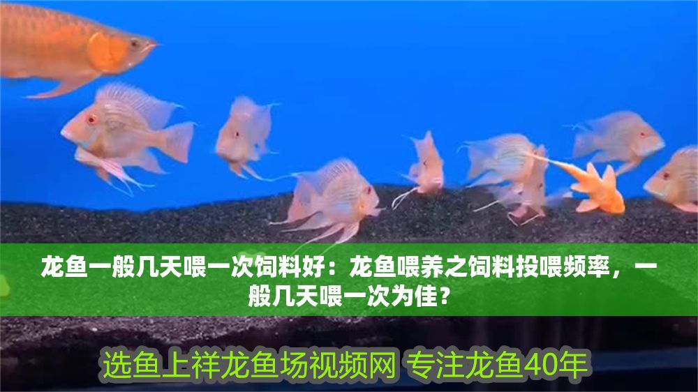龍魚一般幾天喂一次飼料好：龍魚喂養之飼料投喂頻率，一般幾天喂一次為佳？