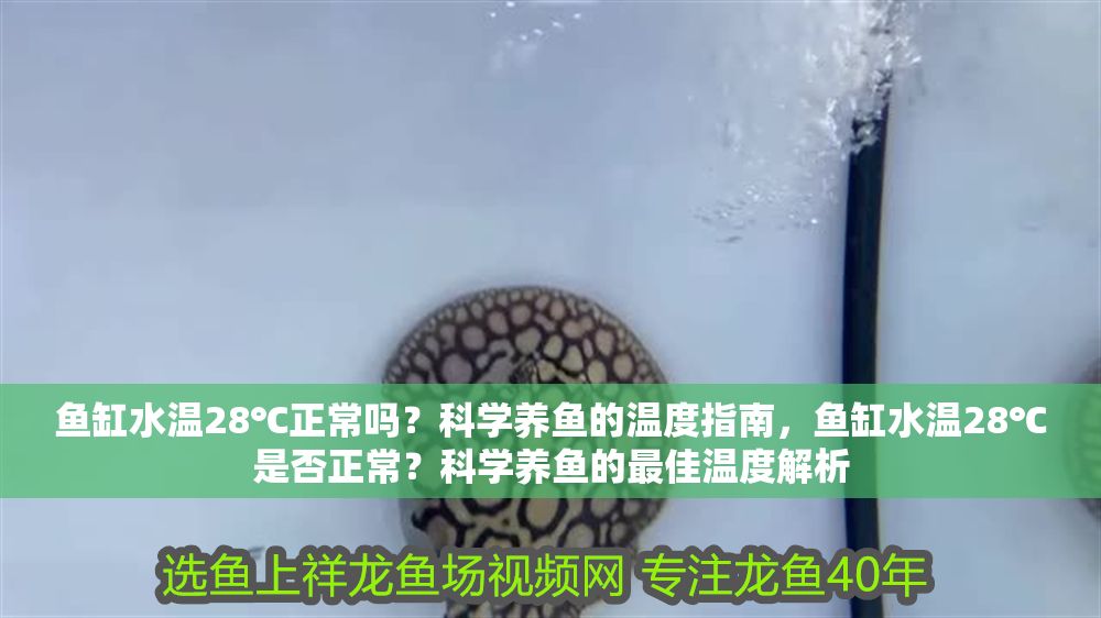 魚缸水溫28℃正常嗎？科學養魚的溫度指南，魚缸水溫28℃是否正常？科學養魚的最佳溫度解析
