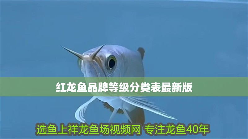 紅龍魚品牌等級分類表最新版