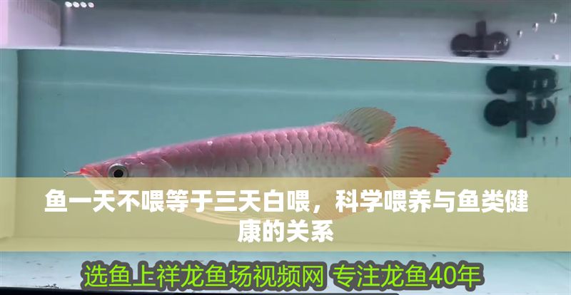 魚一天不喂等于三天白喂，科學喂養與魚類健康的關系