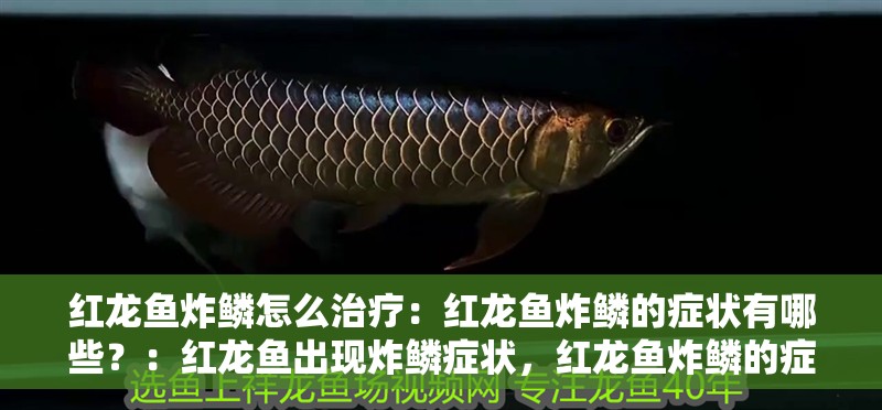 紅龍魚炸鱗怎么治療：紅龍魚炸鱗的癥狀有哪些？：紅龍魚出現炸鱗癥狀，紅龍魚炸鱗的癥狀是什么原因引起的