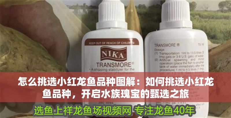 怎么挑選小紅龍魚品種圖解：如何挑選小紅龍魚品種，開啟水族瑰寶的甄選之旅