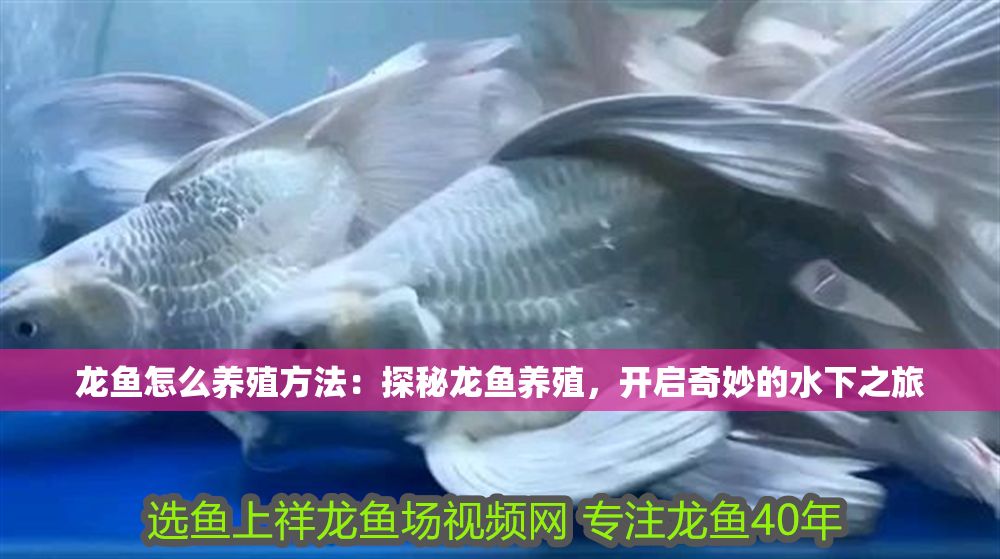 龍魚(yú)怎么養(yǎng)殖方法：探秘龍魚(yú)養(yǎng)殖，開(kāi)啟奇妙的水下之旅