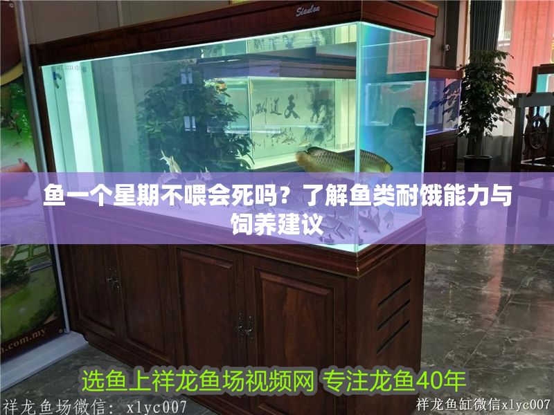 魚一個星期不喂會死嗎？了解魚類耐餓能力與飼養建議