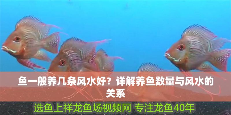 魚一般養(yǎng)幾條風(fēng)水好？詳解養(yǎng)魚數(shù)量與風(fēng)水的關(guān)系 魚一般養(yǎng)幾條風(fēng)水好？詳解養(yǎng)魚數(shù)量與風(fēng)水的關(guān)系 龍魚百科 第1張