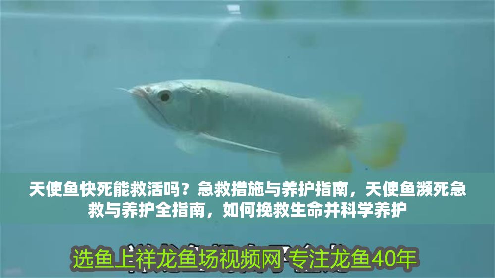 天使魚快死能救活嗎？急救措施與養護指南，天使魚瀕死急救與養護全指南，如何挽救生命并科學養護